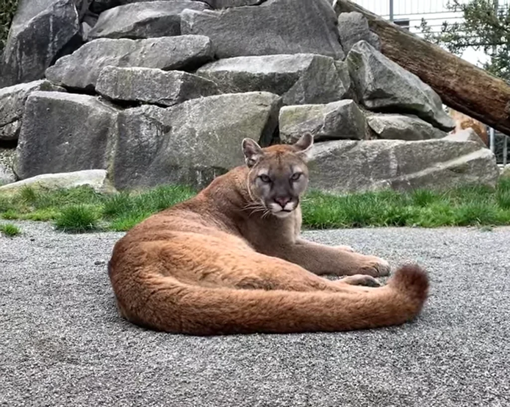 Cougar is one of the dangerous animals of Washington