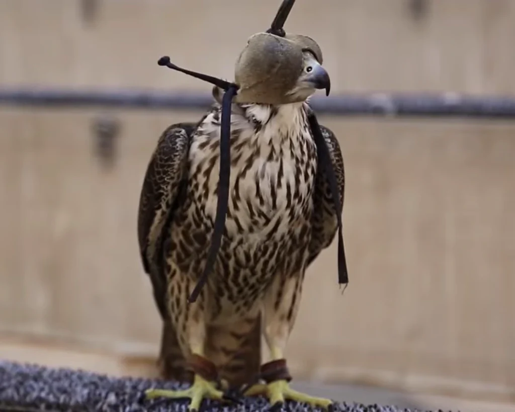 Falcon Market is one of the shocking facts about Qatar