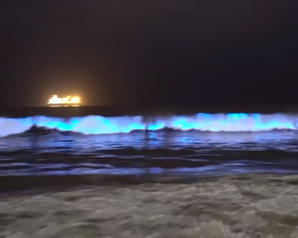 Glowing Ocean Waves is one of the amazing facts about South Carolina