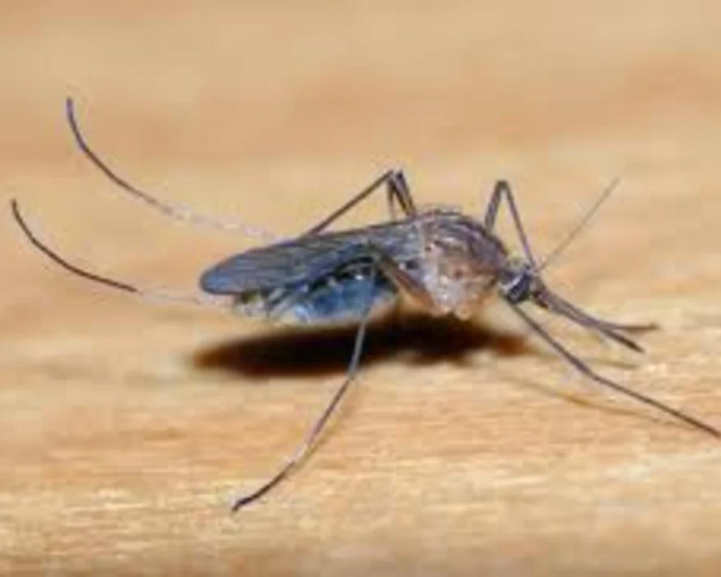 Mosquito is one of the dangerous animals of Washington