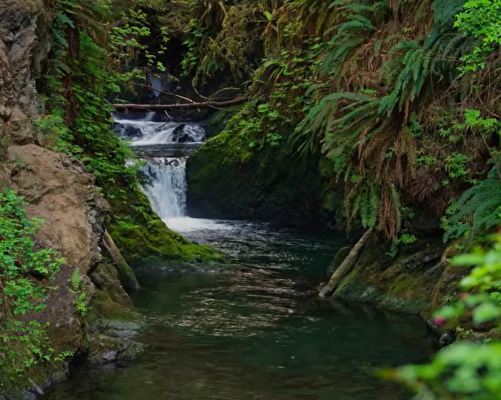 Olympic National Park is one of the best Washington national parks