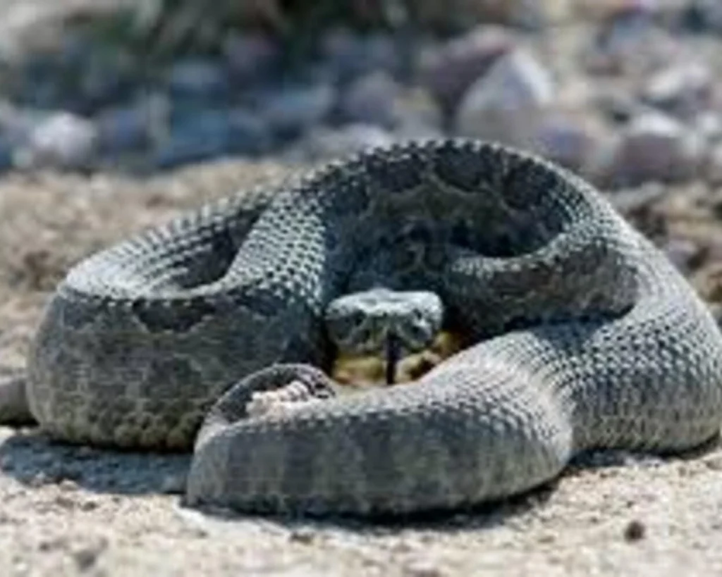 Rattles Snake is one of the dangerous animals of Washington
