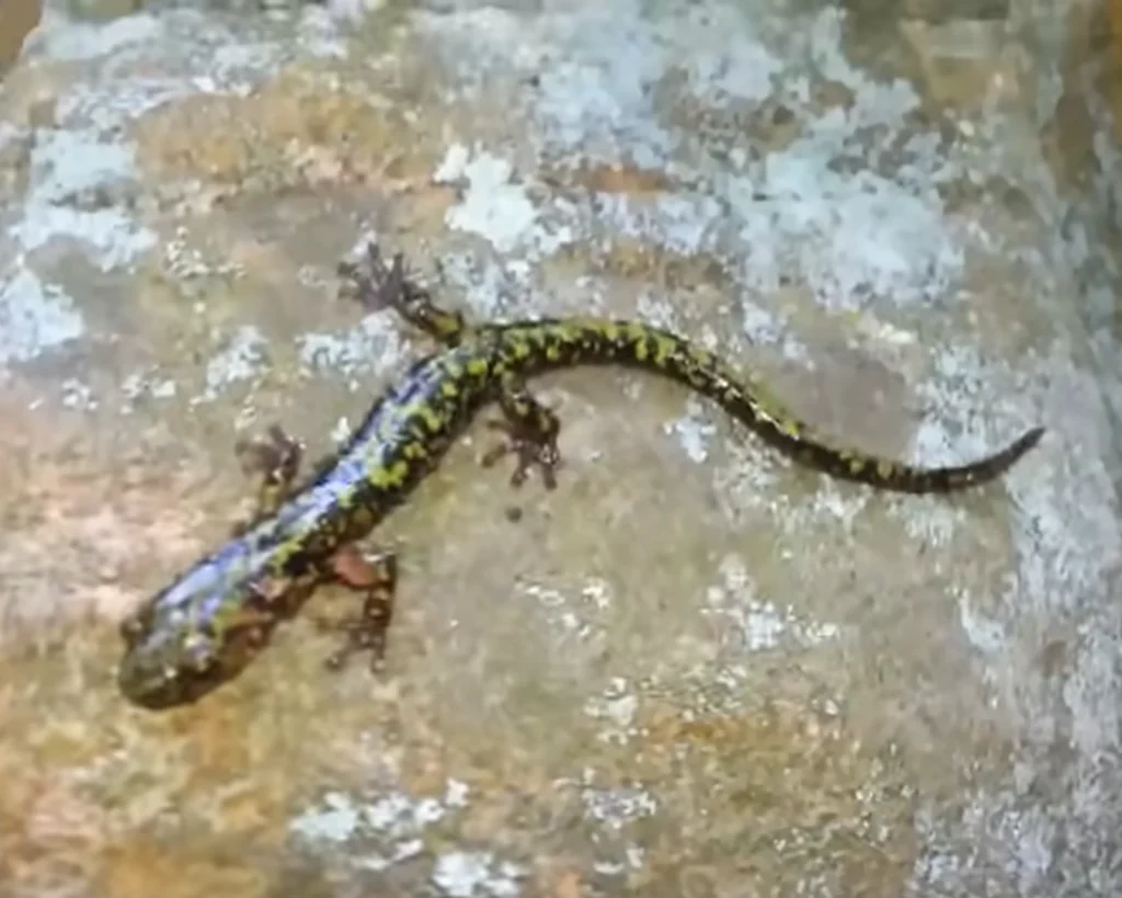 Rock-Crevice Salamander is one of the unique animals of South Carolina