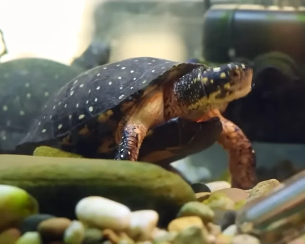 Spotted Turtle is one of the unique animals of South Carolina