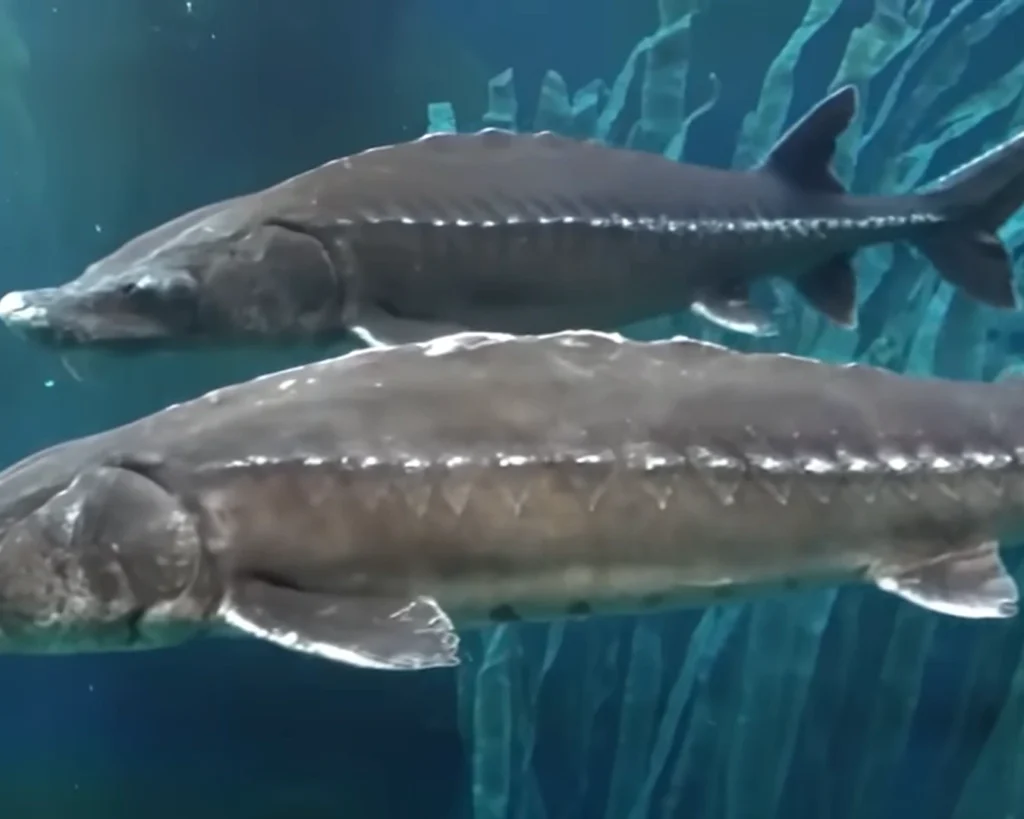 Sturgeon  is one of the unique animals of South Carolina