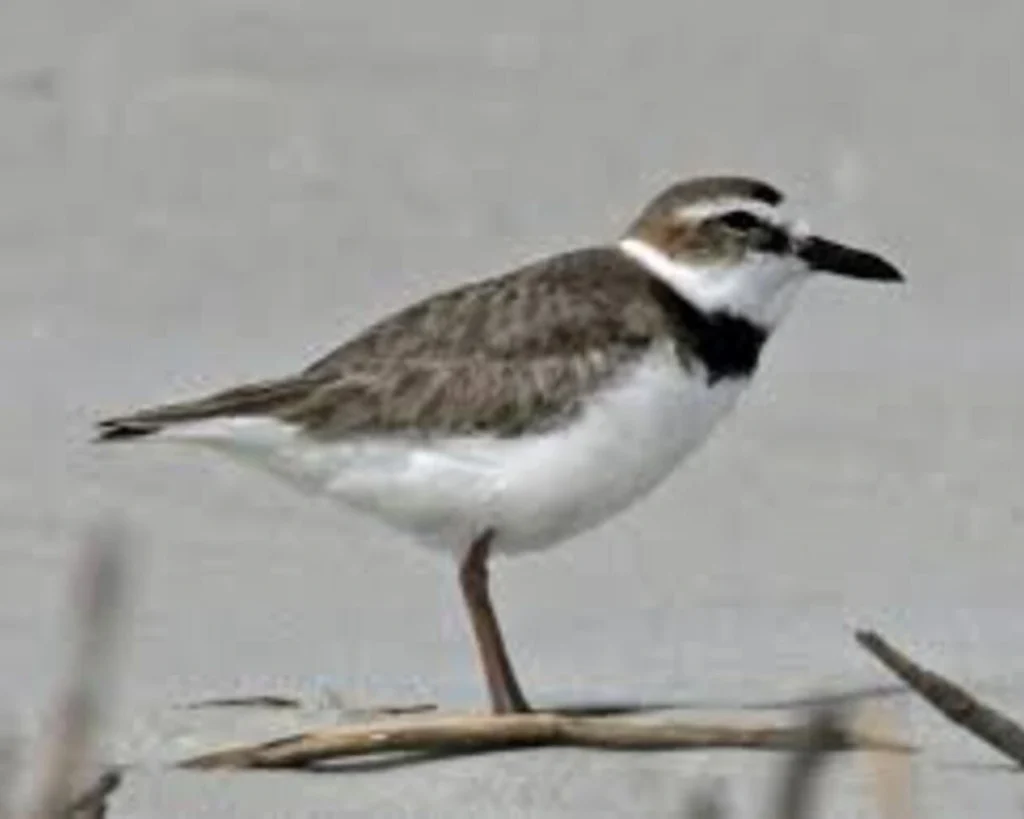 Wilson's Plover is one of the unique animals of South Carolina