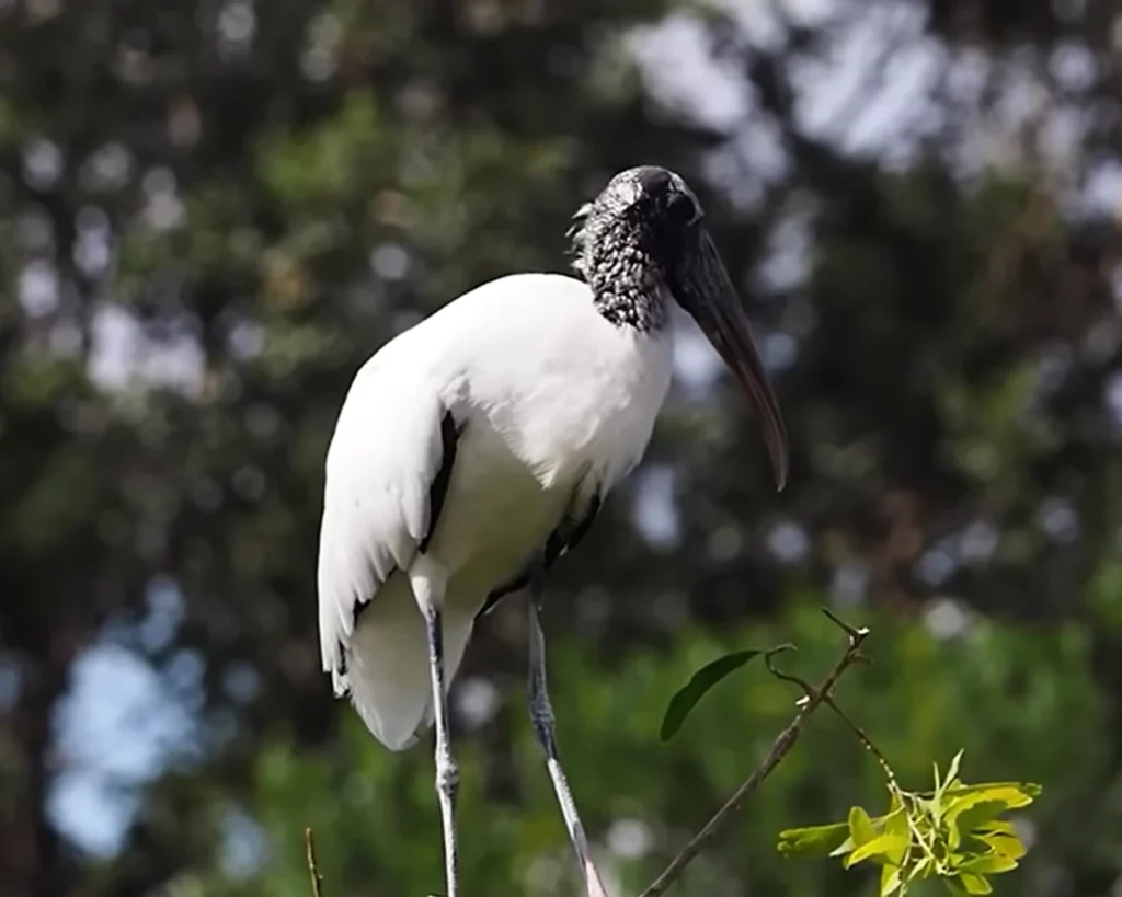 Wood Stork is one of the unique animals of South Carolina