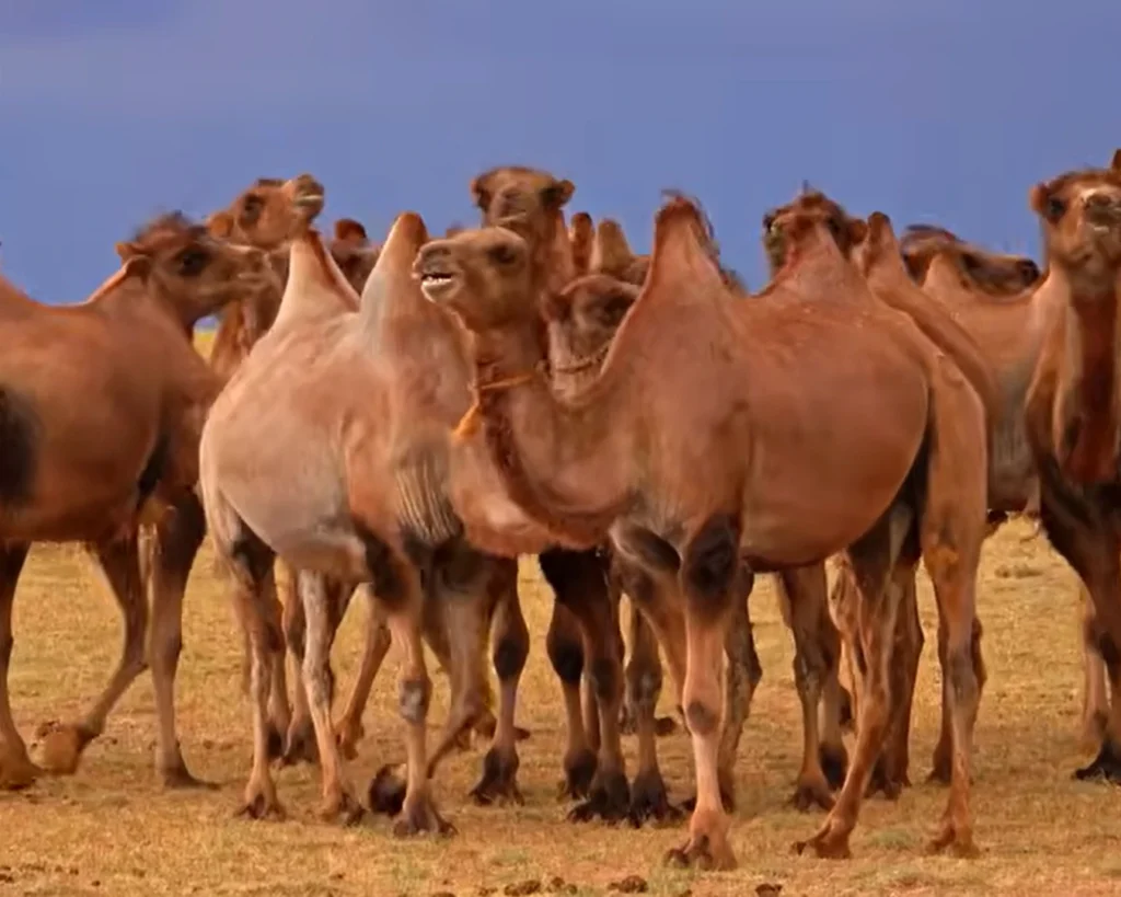 World's Largest Camel Market is one of the interesting facts about Saudi Arabia