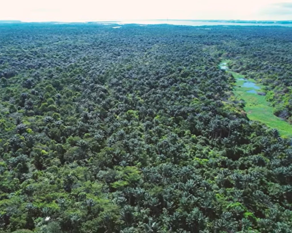 Amazon Rainforest, Brazil is one of the natural wonders on earth
