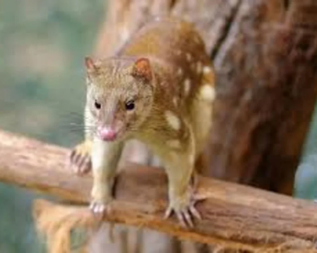Eastern Quoll is one of the unique Tasmania Wildlife