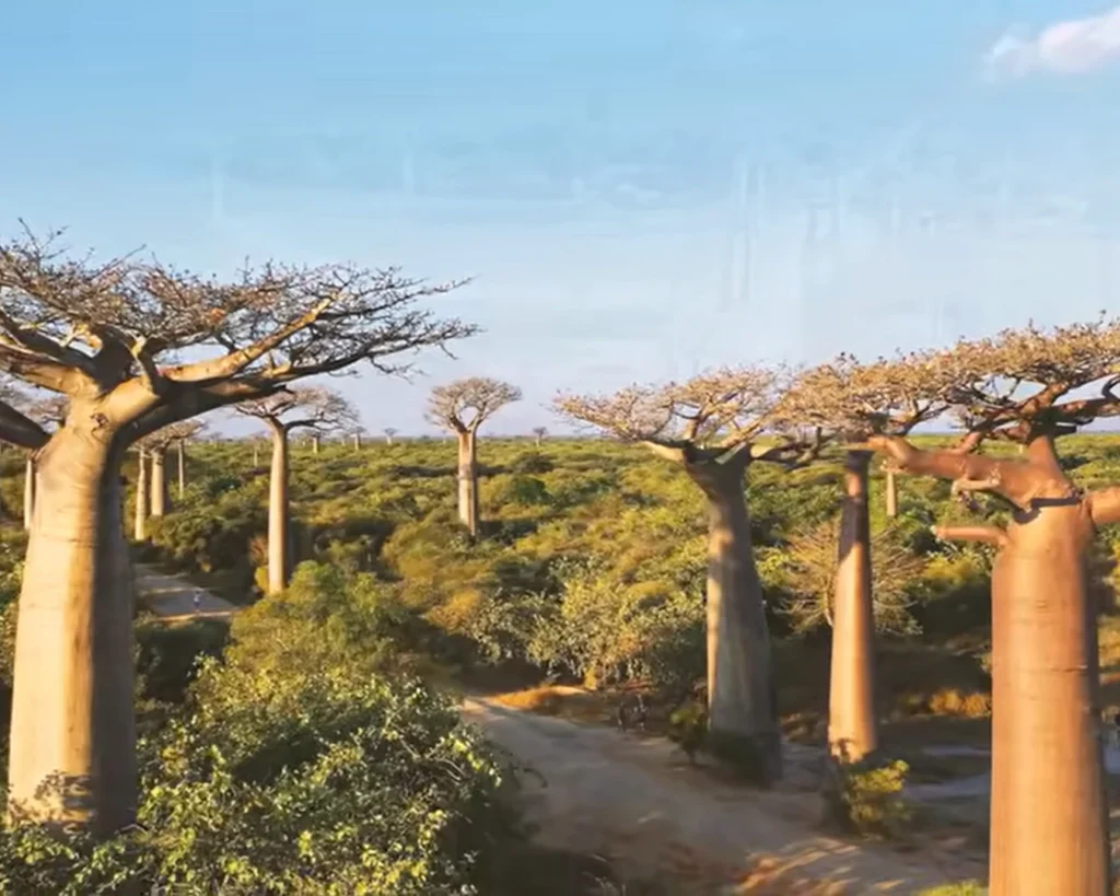 Madagascar, Africa is one of the natural wonders on earth