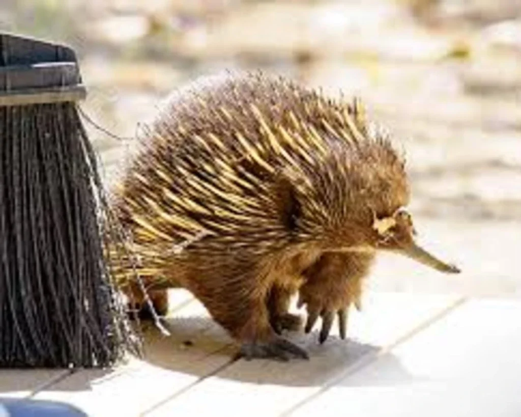 Short Beaked Echidna is one of the unique Tasmania Wildlife