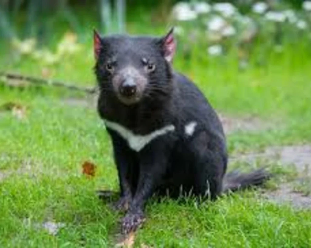 Tasmanian Devil is one of the unique Tasmania Wildlife