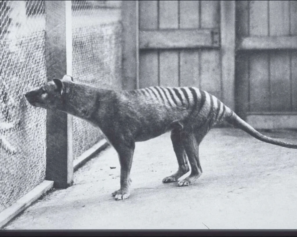 Tasmanian Tiger is one of the unique Tasmania Wildlife