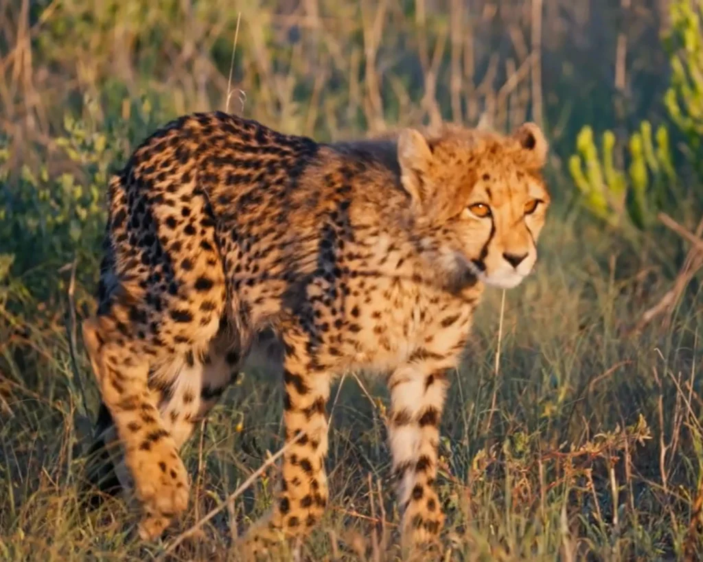 Cheetah is one of the big cats