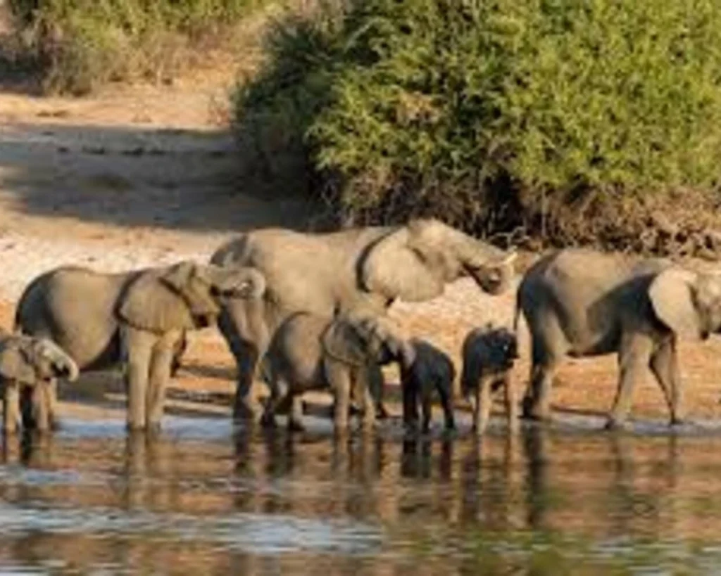 Chobe National Park is one of the best places to visit in Botswana