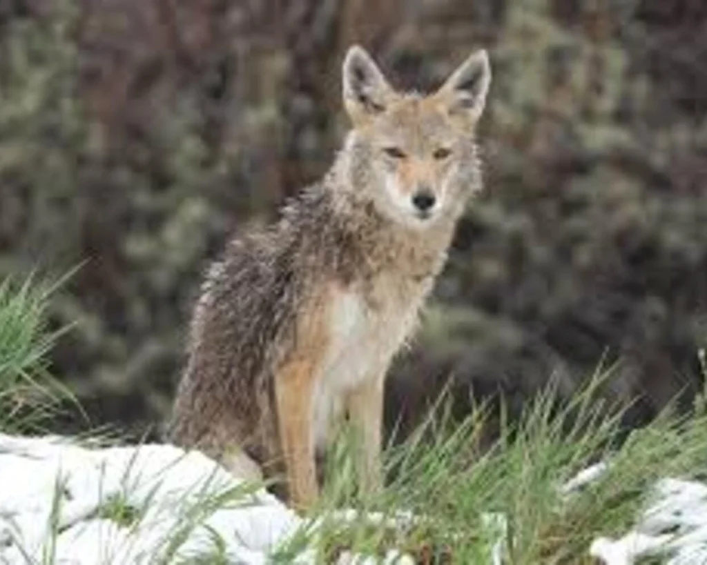 Coyote is one of the wild animals in Panama