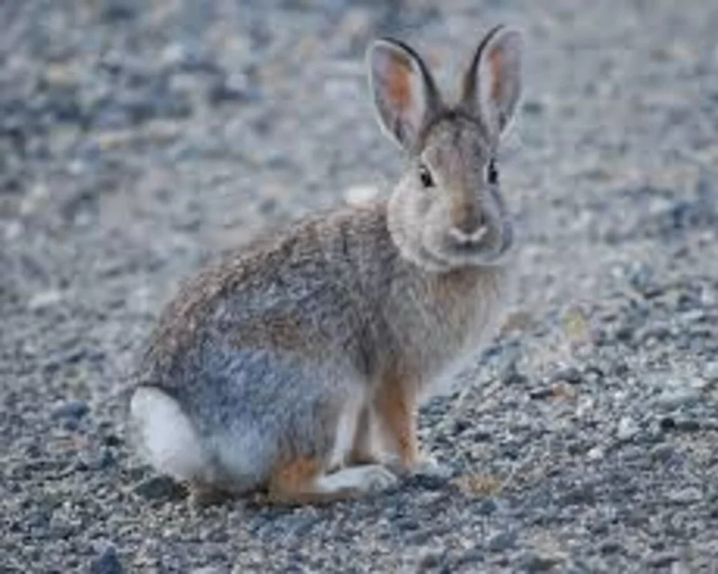 Dice's Cottontail is one of the wild animals in Panama