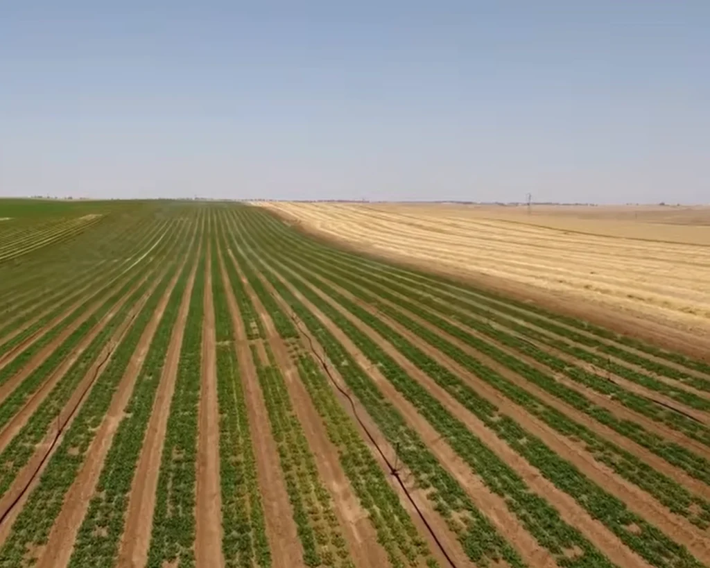 Drip Irrigation is one of the interesting facts about Israel 