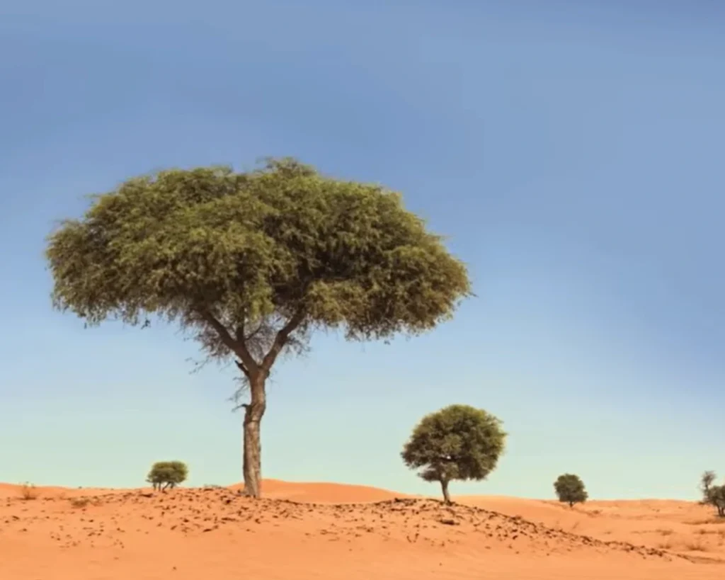 Ghaf Tree is one of the shocking facts about Oman