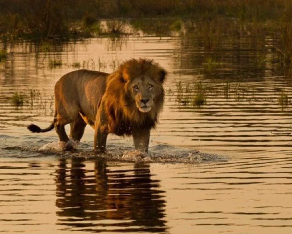 Khwai River is one of the best places to visit in Botswana