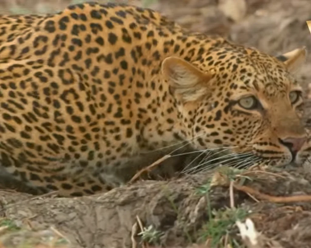 Leopard is one of the deadliest predators in the world