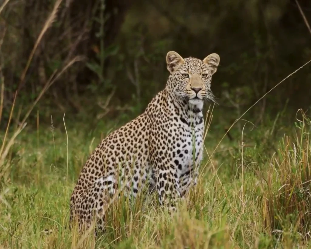 Leopard is one of the big cats