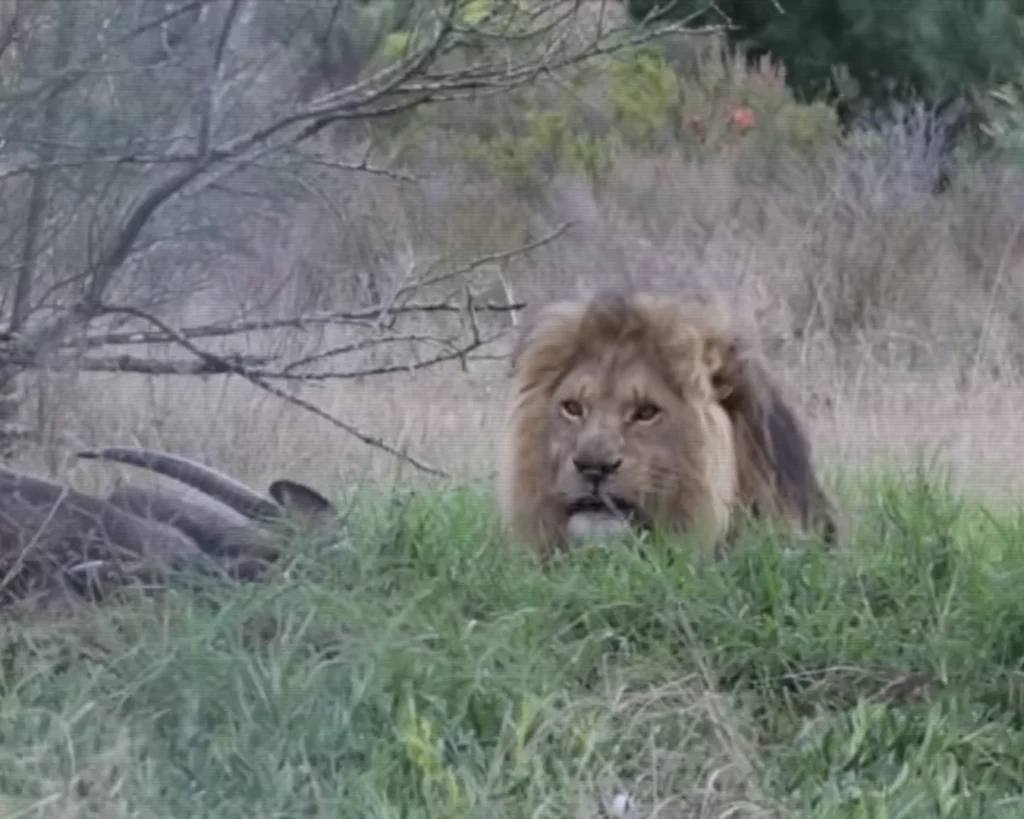 Lion is one of the deadliest predators in the world