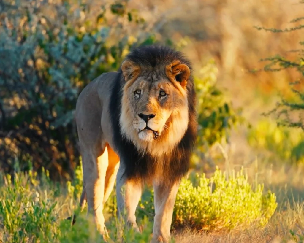 Lion is one of the big cats