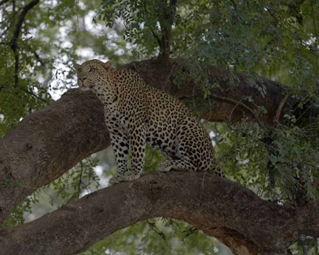 Mashatu Game Reserve is one of the best places to visit in Botswana