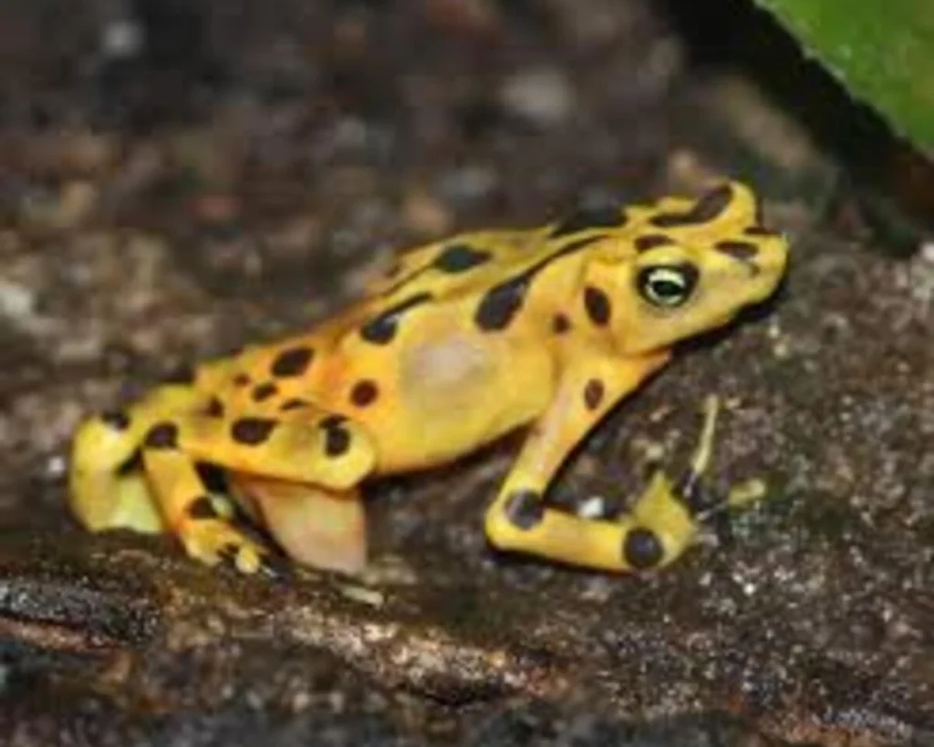 Panamanian Golden Frog is one of the wild animals in Panama