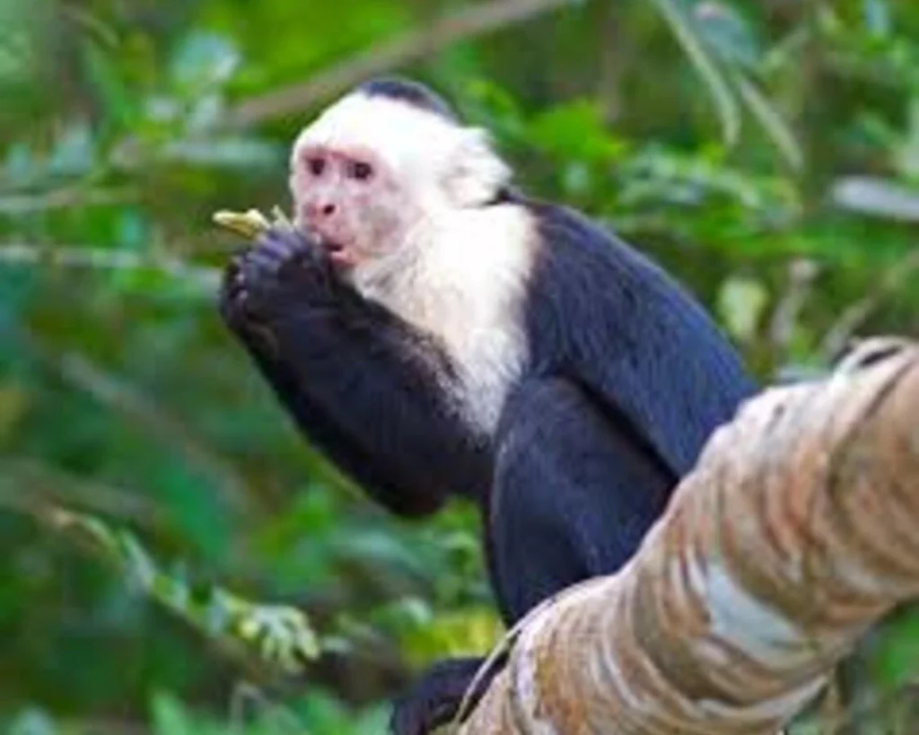 Panamanian White Faced Capuchin is one of the wild animals in Panama