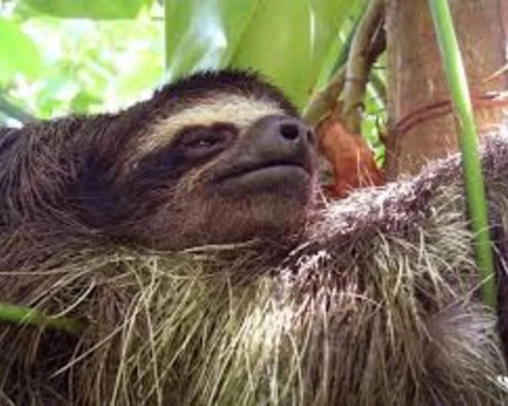 Pygmy Three Toed Sloth is one of the wild animals in Panama