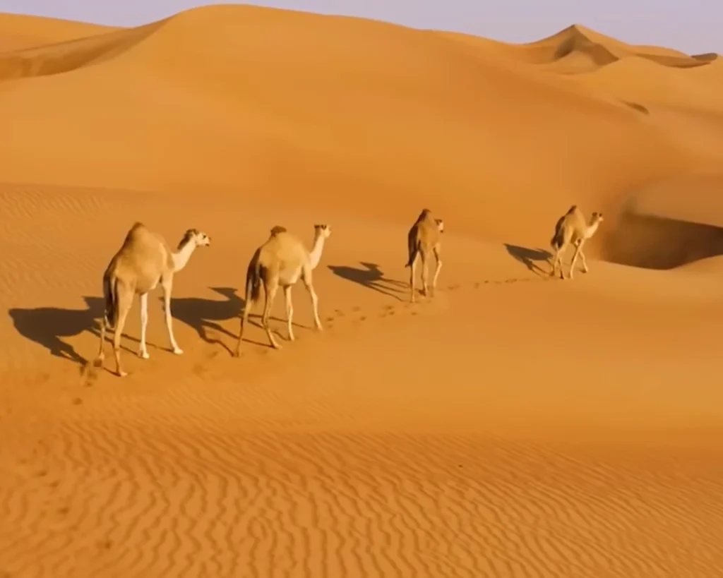 Rub' al Khali Desert is one of the interesting facts about Oman