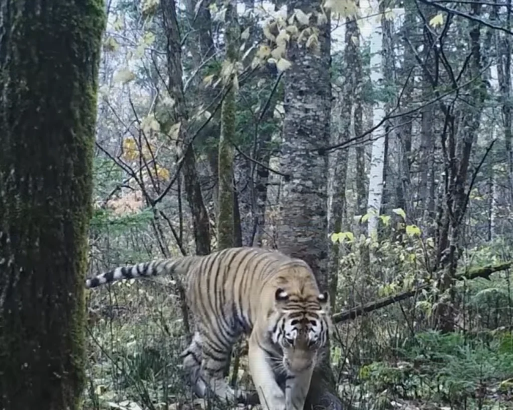 Tiger is one of the deadliest predators in the world