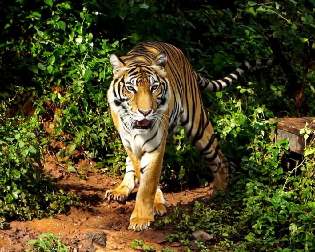 Tiger is one of the big cats