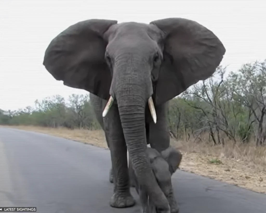 Elephant is one of the deadliest predators in the world