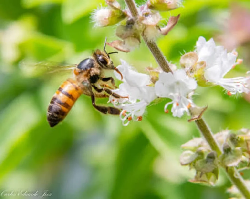 Africanized Bee is one of the most venomous insects