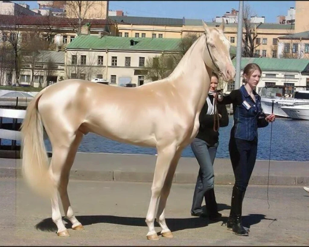 Akhal Teke Horse is one of the most expensive horse breeds