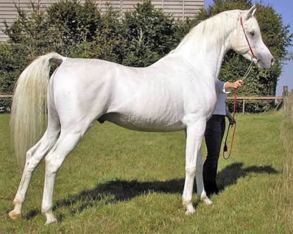 Arabian Horse is one of the most expensive horse breeds