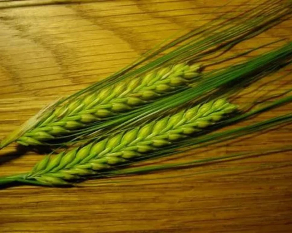 Barley is one of the best foods that reverse aging