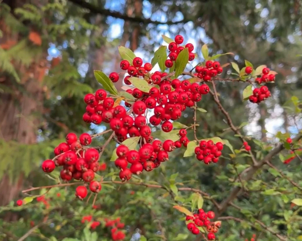 Berry Plants is one of the interesting facts about berries