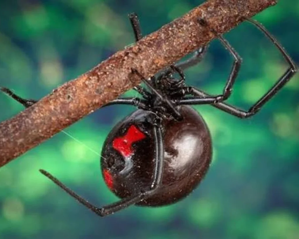 Black Widow Spider is one of the most venomous insects
