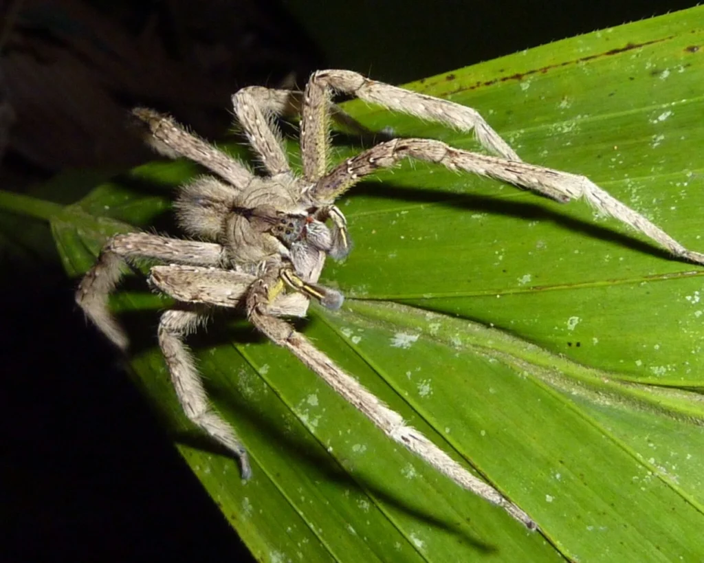 Brazilian Wandering Spider is one of the most venomous insects