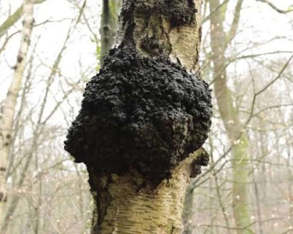 Chaga Mushroom is one of the types of mushrooms