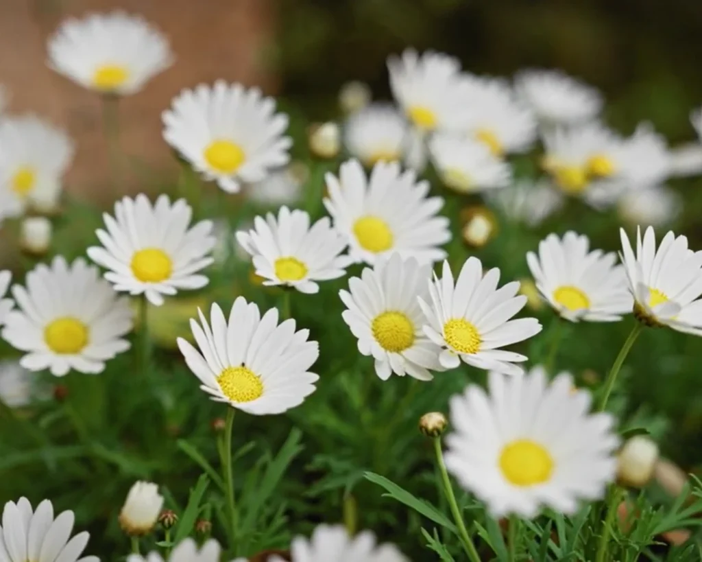 Found Everywhere is one of the interesting facts about daisy flower
