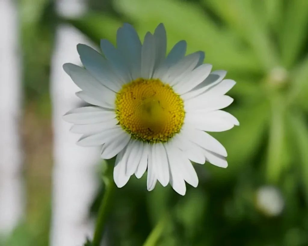 Daisy Meaning is one of the interesting facts about daisy flower