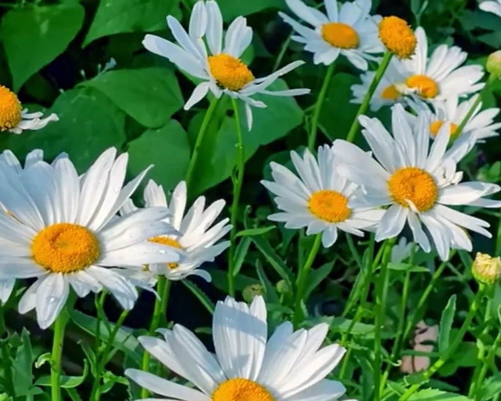 Seeds Production is one of the interesting facts about daisy flower