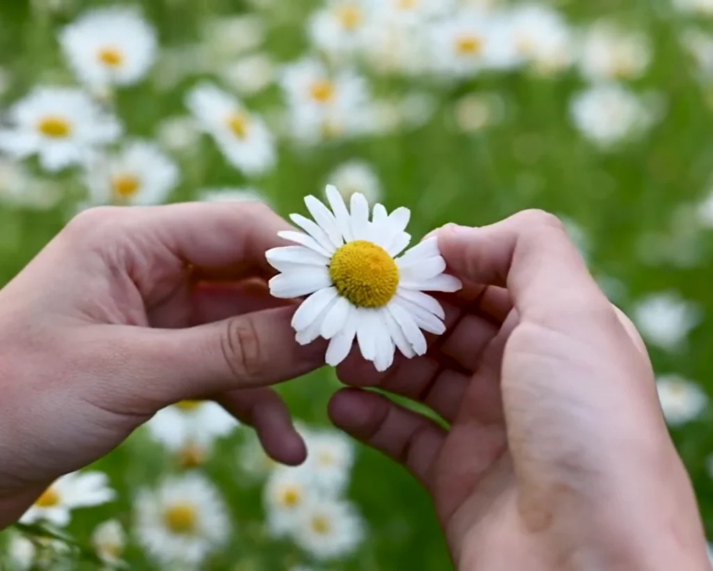 Daisy Symbol Of Love is one of the interesting facts about daisy flower
