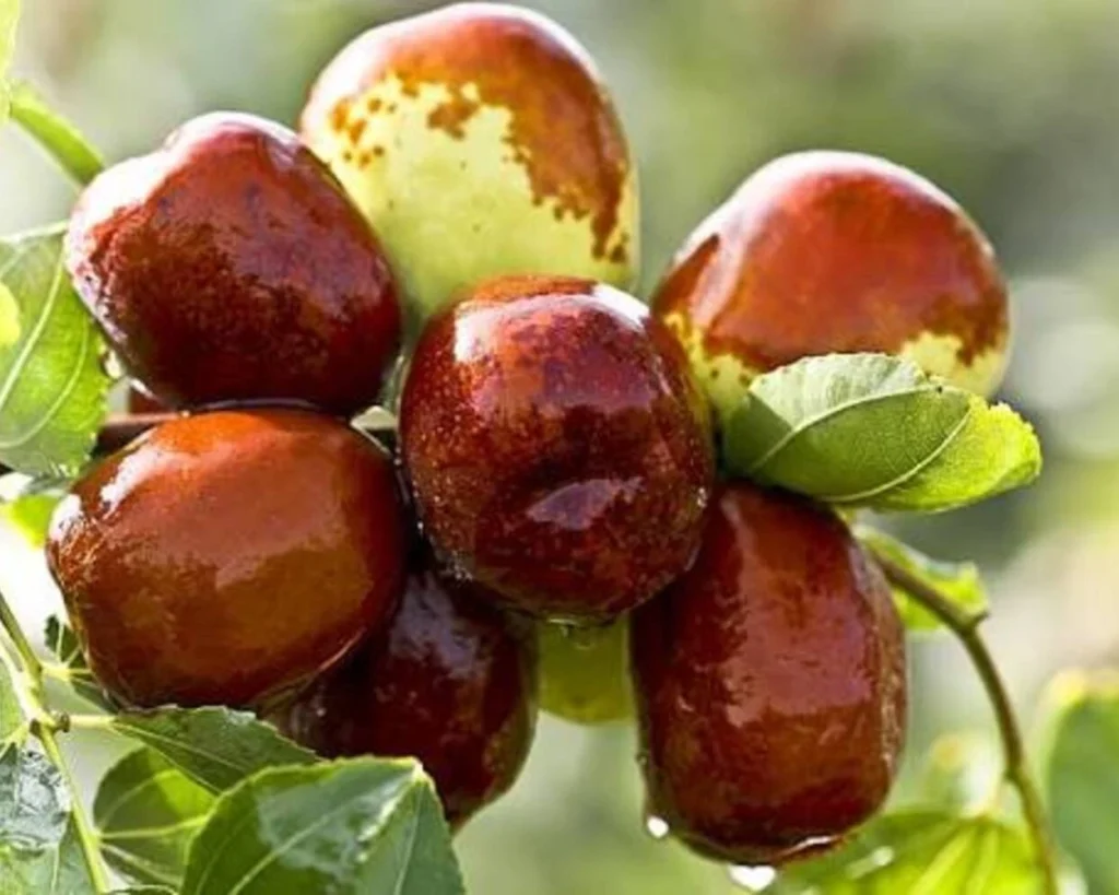 Date is one of the best foods that reverse aging